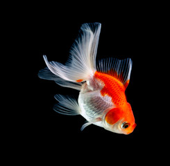goldfish isolated on a dark black background