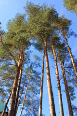 Trees of pine in country park on blue sky