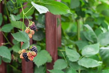 blackberries in the garden soft focused and  brown fence on background