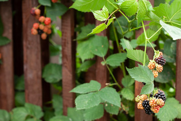 blackberries in the garden soft focused and  brown fence on background