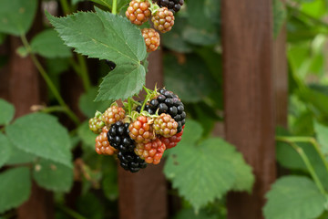 blackberries in the garden soft focused and  brown fence on background