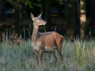Red deer (Cervus elaphus)
