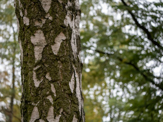 Obraz premium Close-up of A Birch Tree Trunk, Selected Focus