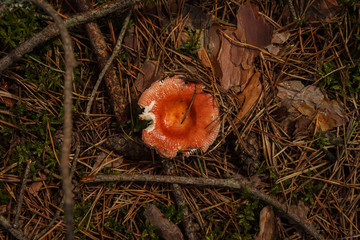 Russula rosea in a coniferous forest
