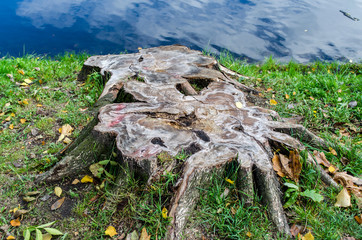 Painted stump on the shore of the pond