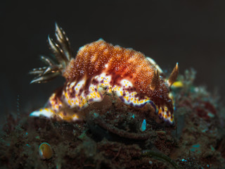 Nudibranch