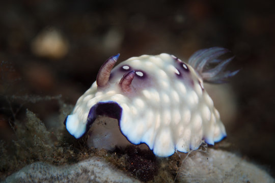 Nudibranch