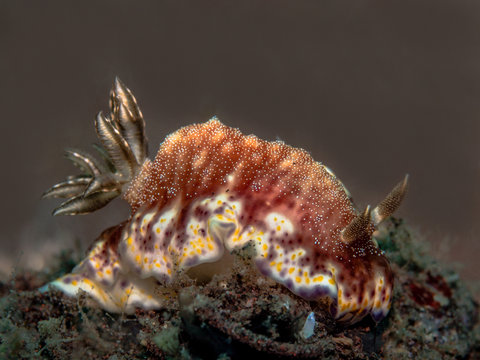 Nudibranch