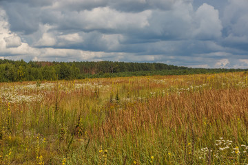 Landscape with flowering meadow, forest on the horizon and beautiful sky with clouds