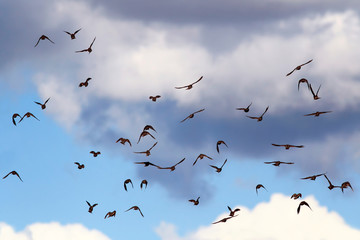 natural background with a numerous flock of black birds migrating starlings flies up blue sky