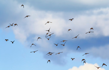 a large flock of black birds migrating starlings flies on blue sky background