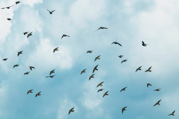 natural  with a large flock of black birds migrating starlings flies on blue sky background