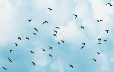  large flock of black birds migrating starlings flies on blue sky background