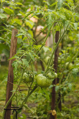 Unripe green tomatoes hang on the branches among the plants in the garden. Growing tomatoes. Close-up. 