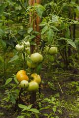 Unripe green tomatoes hang on the branches among the plants in the garden. Growing tomatoes. Close-up. 