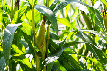 yellow cob of sweet corn on the field. Collect corn crop.