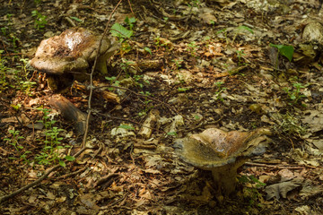 Fototapeta premium Two wild mushrooms. Small depth of field