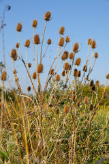 Wilde Karde, Dipsacus fullonum, Herbst