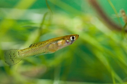 Male de Gambusia holbrooki, poisson envahissant