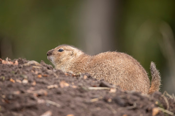 Prairie dog, Cynomys