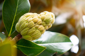 Fototapeta premium The Magnolia tree exhibits seed pods or cones or fruit