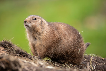 Prairie dog, Cynomys