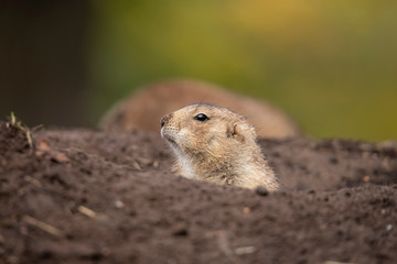 Prairie dog, Cynomys