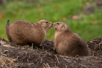 Prairie dog, Cynomys