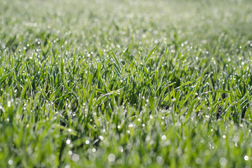 Green wheat grass with water drops. Winter crops. Wheat shoots on a field in the sunlight. Сooling