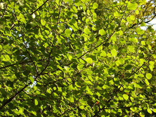 Soleil dans les feuilles