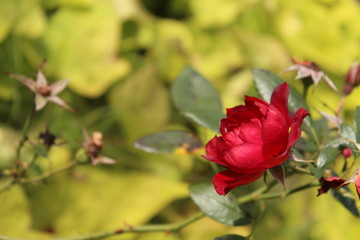Obraz na płótnie Canvas A wilting red rose bloom on a sunny day