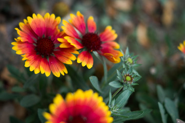 bright red and yellow autumn flowers