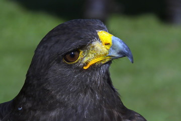 bussard
