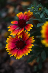 Rudbeckia, bright red and yellow autumn flowers