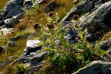 Cirsium spinosissimum; spiniest thistle on the Pizol, Swiss Alps (literally!)