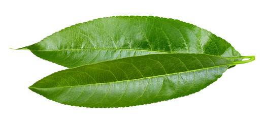 Obraz premium Peach leaf isolated