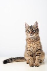 Obraz premium Portret mały kotek mieszaniec cztery miesiące na białym tle