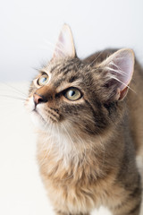 Little four month mixed breed kitten portrait