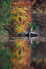 Herbstlaub und Baumstumpf