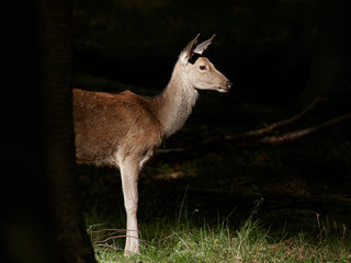 Red deer (Cervus elaphus)