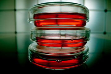 Glass Petri dishes with blood samples in the laboratory