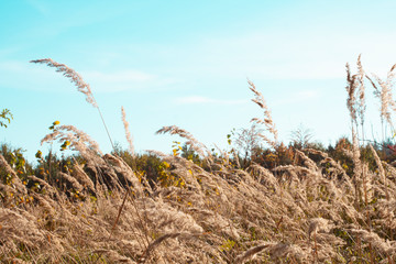 field grass soft focused