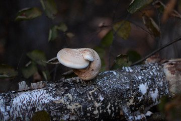 mushroom on the trunk of an old tree soft focused