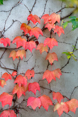 Naklejka na ściany i meble Herbstfärbung, Veitschi
