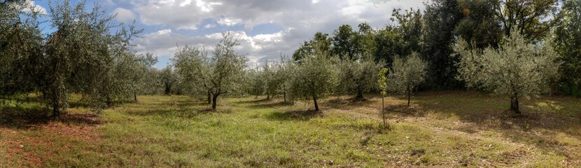 Obraz premium Olive grove under stormy sky, Montespertoli, region of Florence