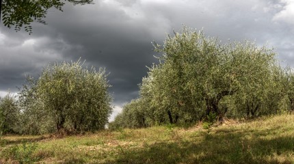 Olive grove under stormy sky, Montespertoli, region of Florence