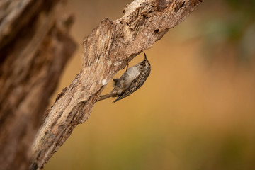 Obraz premium Short Toed Treecreeper, Certhia brachydactyla