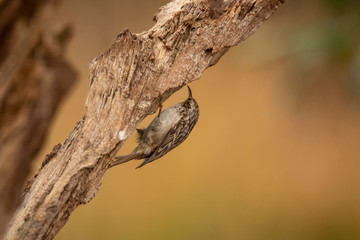 Treecreeper, Certhia brachydactyla