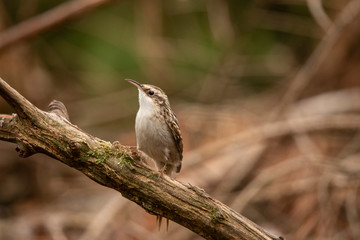 Short Toed Treecreeper,  Certhia brachydactyla