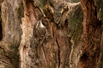 Short Toed Treecreeper,  Certhia brachydactyla
